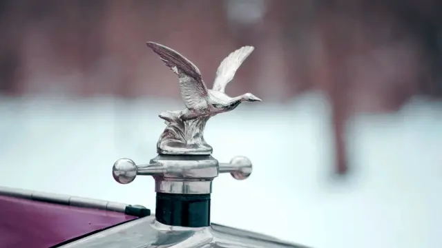 Un ganso gris en el capó de un Willis